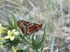 Euphydryas editha