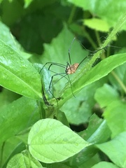 Leiobunum calcar