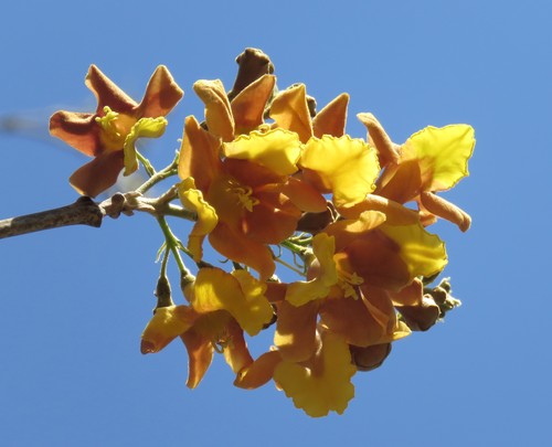 Gmelina arborea - Leaves