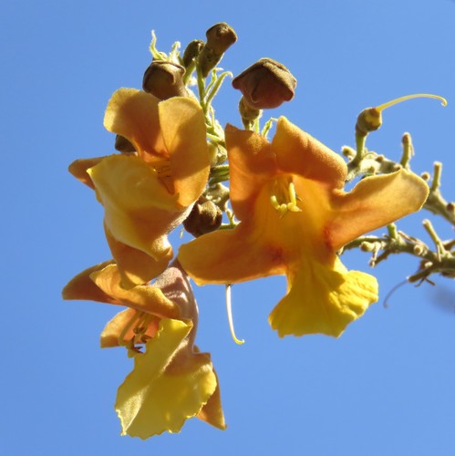 Gmelina arborea - Whole tree