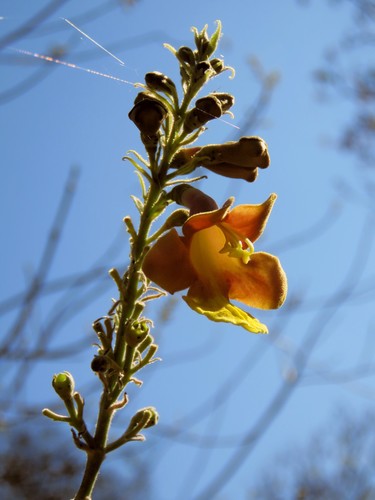 Gmelina arborea - Whole tree
