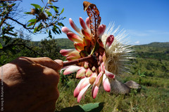 Proteaceae