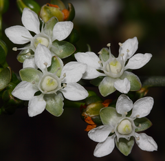 Macarthuria australis