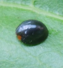 Curinus coeruleus