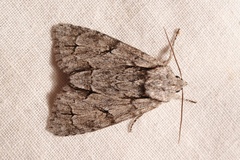 Acronicta tridens