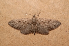 Eupithecia oxycedrata