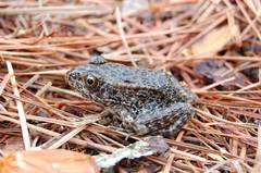 Lithobates capito
