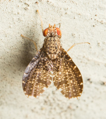 Trypetisoma sticticum