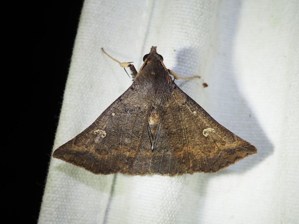 Renia turpis
