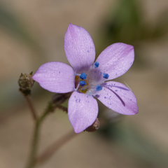 Saltugilia splendens