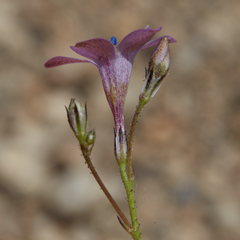 Saltugilia splendens
