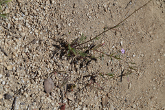 Saltugilia splendens