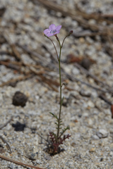 Saltugilia splendens