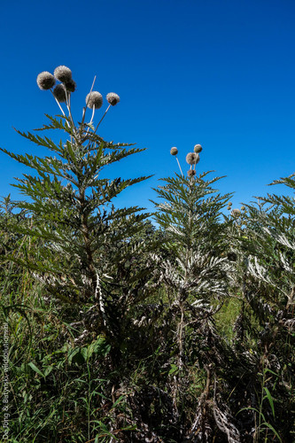 Echinops giganteus