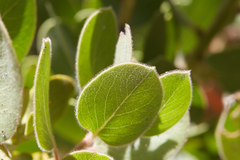 Arctostaphylos pringlei drupacea