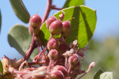 Arctostaphylos pringlei drupacea