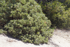 Arctostaphylos pringlei drupacea