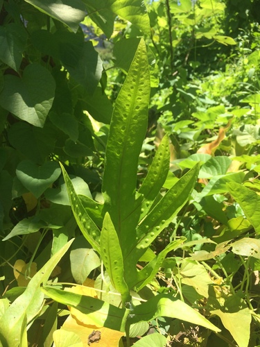 monarch fern
