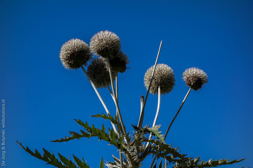 Echinops giganteus