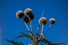 Echinops