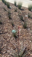 Hesperaloe