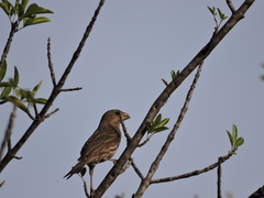 Haemorhous mexicanus