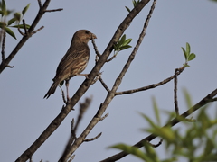 Haemorhous mexicanus