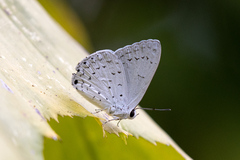 Eirmocides margarita