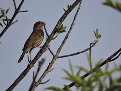 Haemorhous mexicanus