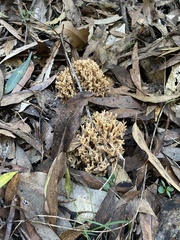 Ramaria pyrispora