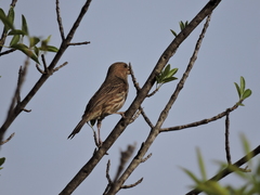 Haemorhous mexicanus