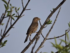 Haemorhous mexicanus