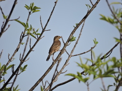 Haemorhous mexicanus