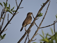 Haemorhous mexicanus