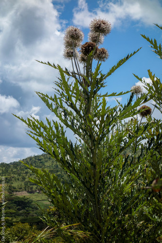 Echinops giganteus