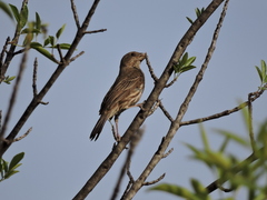 Haemorhous mexicanus