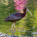 White-faced Ibis - Photo (c) assmann, some rights reserved (CC BY-NC), uploaded by assmann