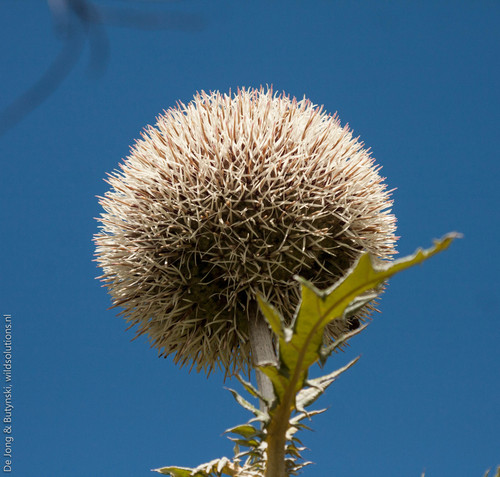 Echinops giganteus