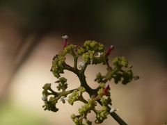 Ixora brachiata