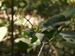 Ixora brachiata