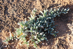 Carpobrotus glaucescens