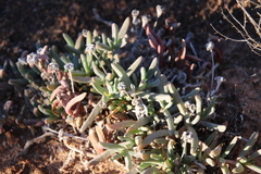 Carpobrotus glaucescens