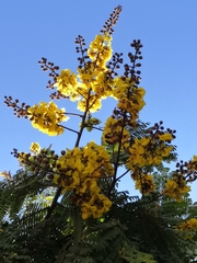 Cenostigma eriostachys