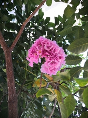 Handroanthus impetiginosus