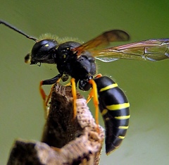 Gymnomerus laevipes