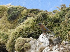 Trochalopteron morrisonianum