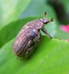 Pseudotephraea ancilla