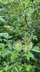 Sambucus nigra