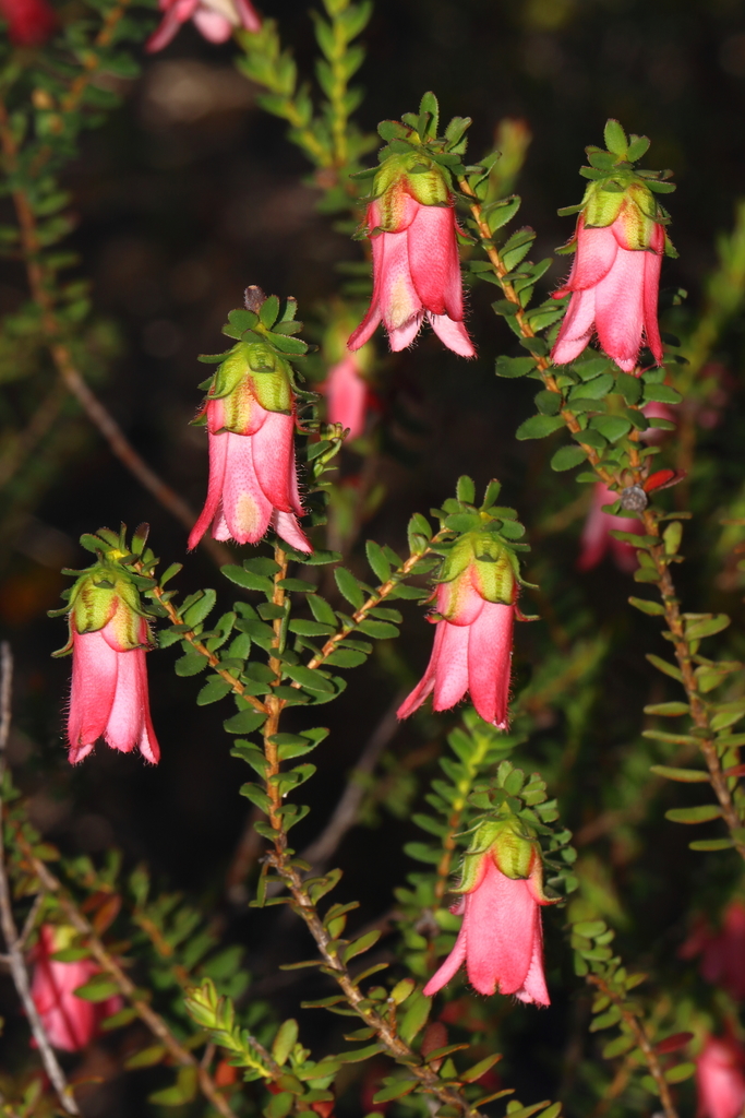 Pink Mountain Bell