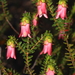 Darwinia squarrosa - Photo (c) robert davis,  זכויות יוצרים חלקיות (CC BY-NC), הועלה על ידי robert davis